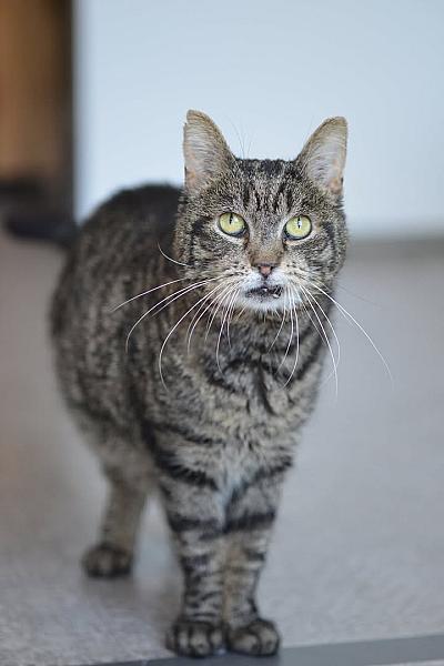 Kattenpraat