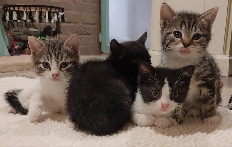 Kattenpraat