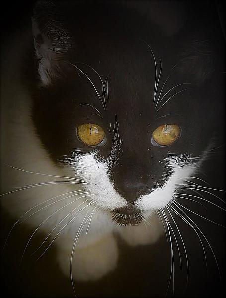 Kattenpraat