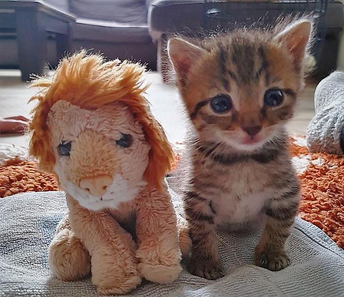Kattenpraat