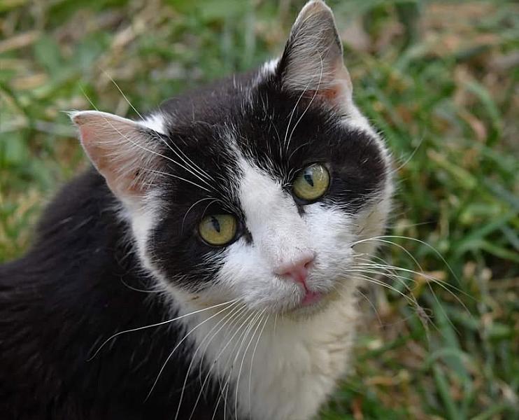 Kattenpraat