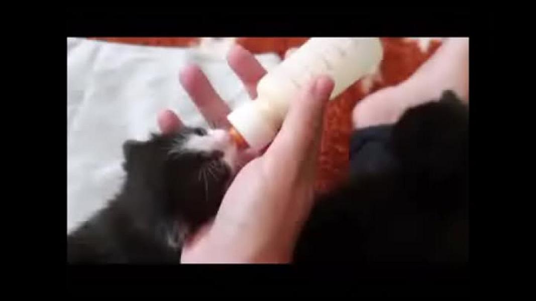Kattenpraat