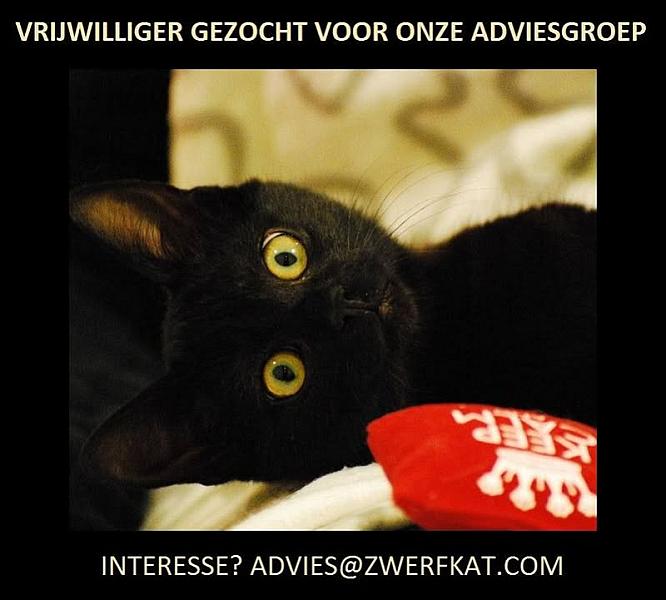 Kattenpraat