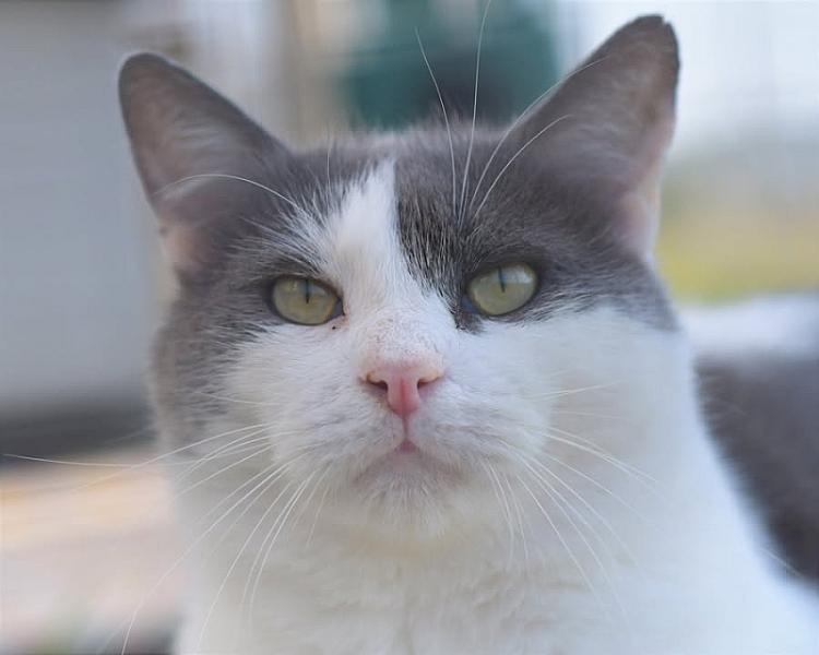Kattenpraat