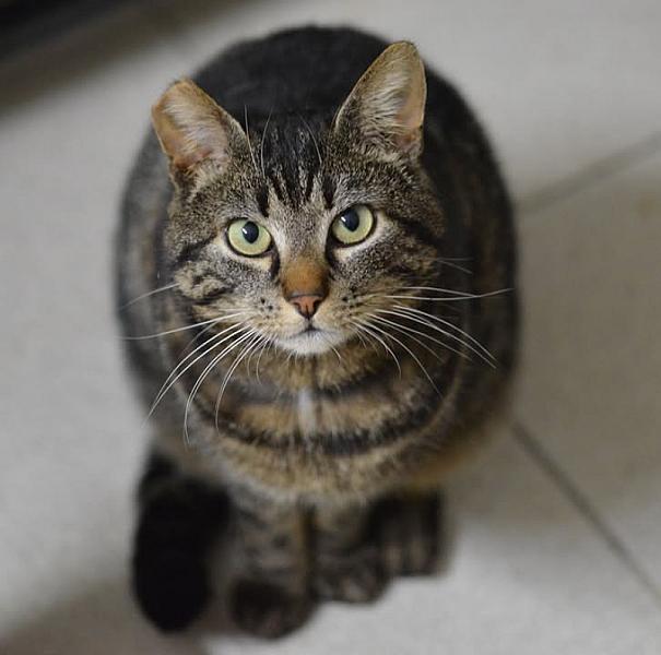 Kattenpraat