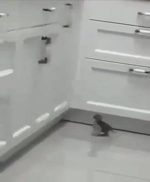 Kattenpraat