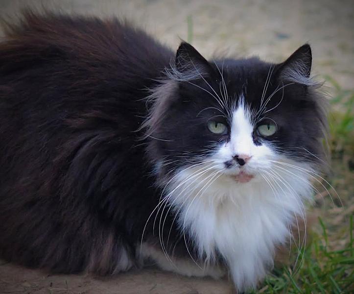 Kattenpraat