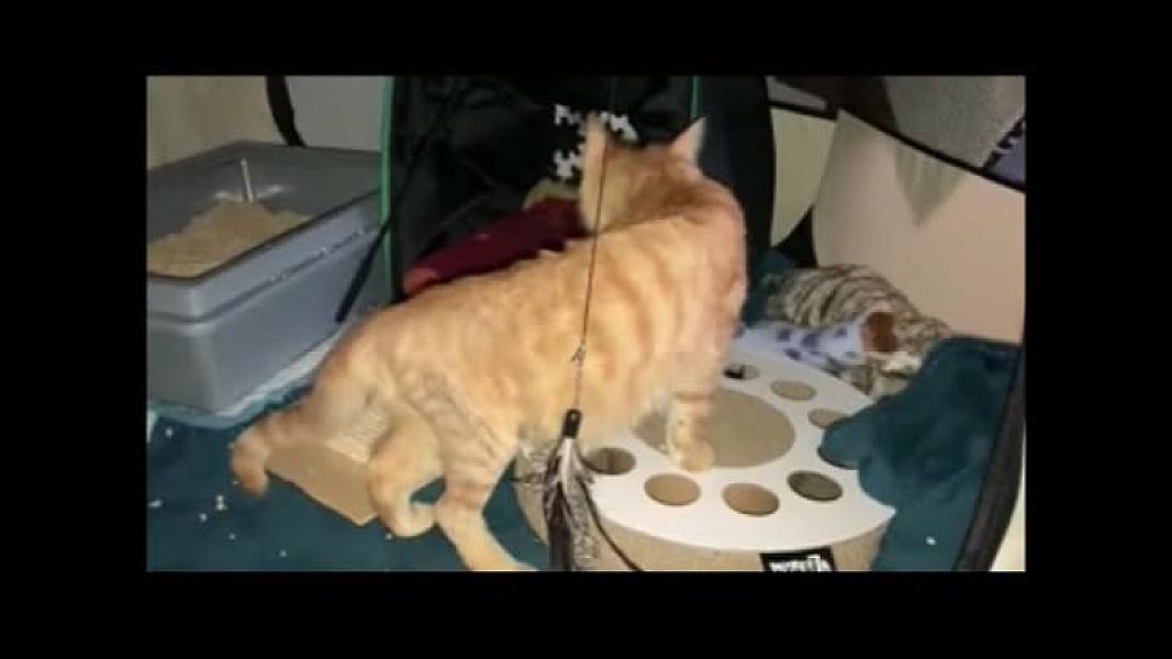 Kattenpraat