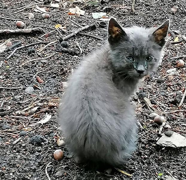 Kattenpraat