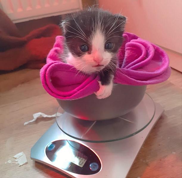 Kattenpraat