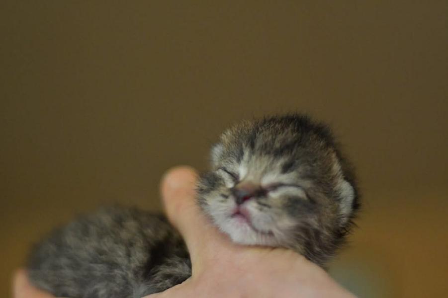 Kattenpraat