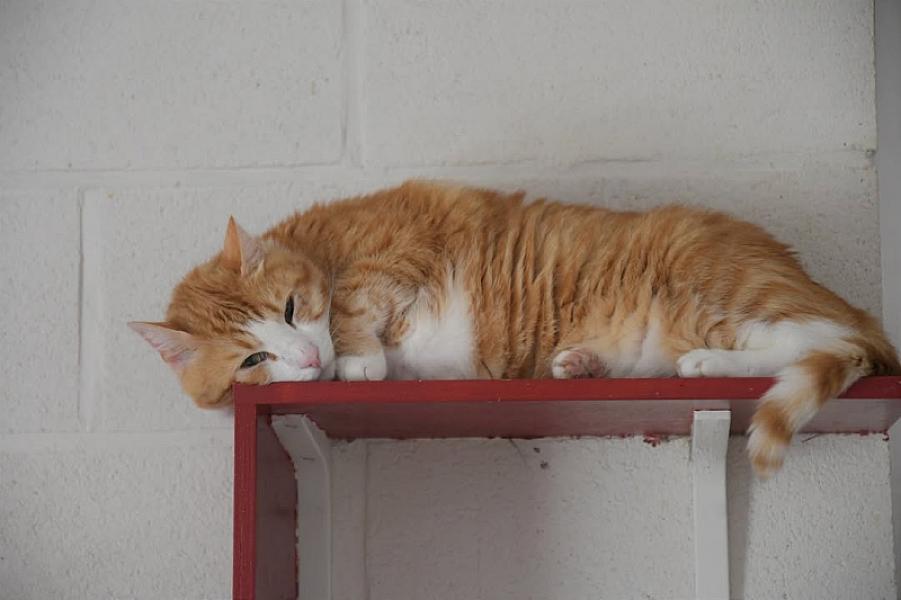 Kattenpraat