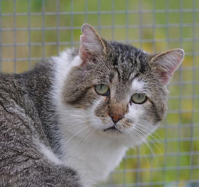 Kattenpraat