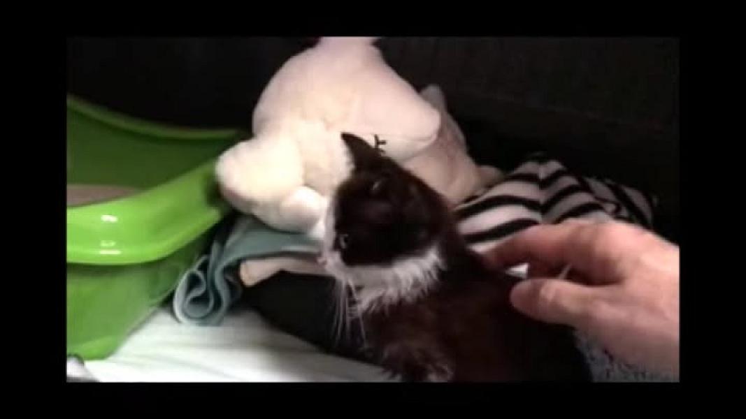 Kattenpraat