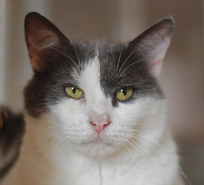 Kattenpraat