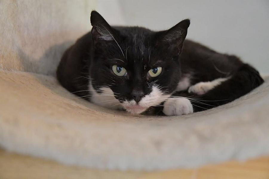 Kattenpraat
