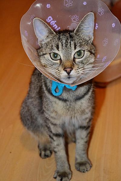 Kattenpraat