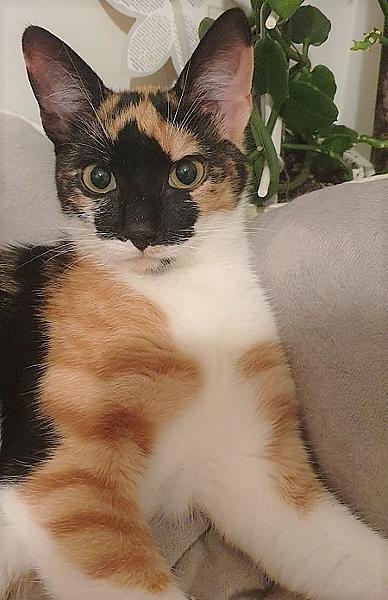 Kattenpraat