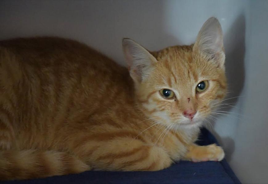 Kattenpraat
