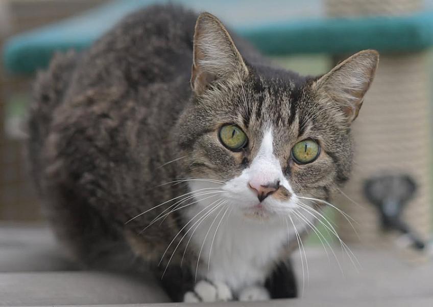 Kattenpraat