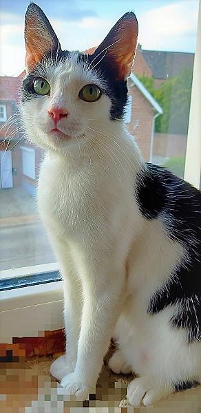 Kattenpraat