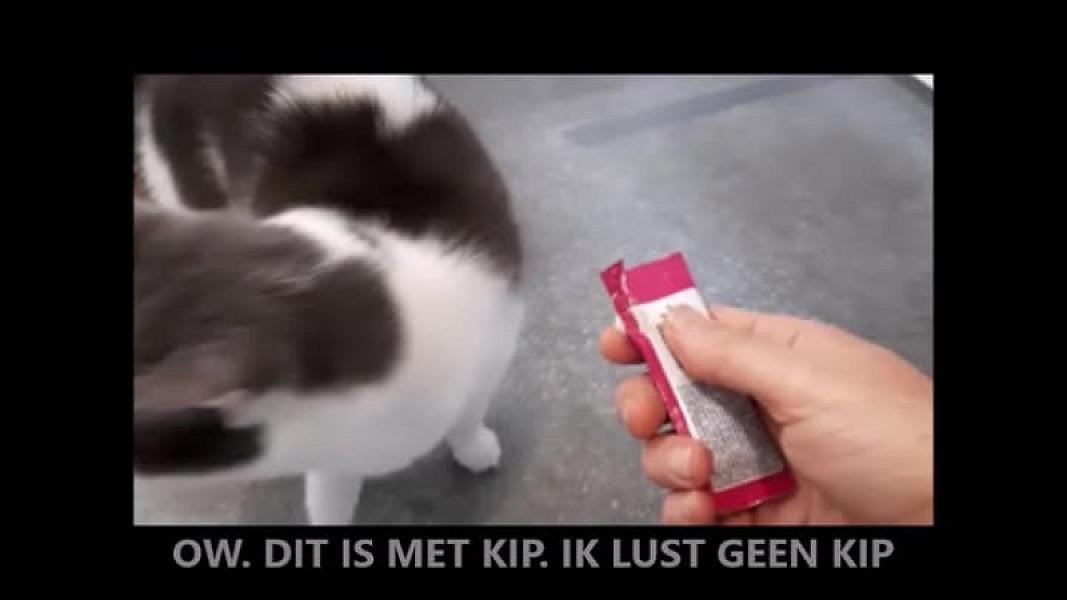 Kattenpraat