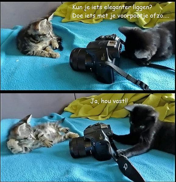 Kattenpraat