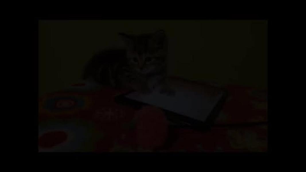 Kattenpraat