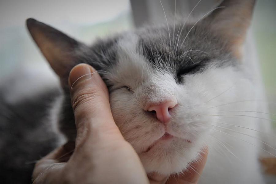 Kattenpraat