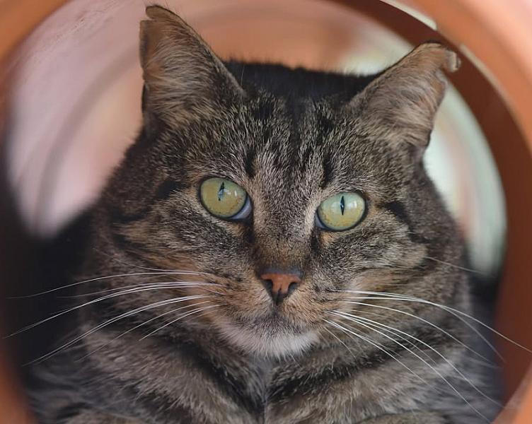Kattenpraat