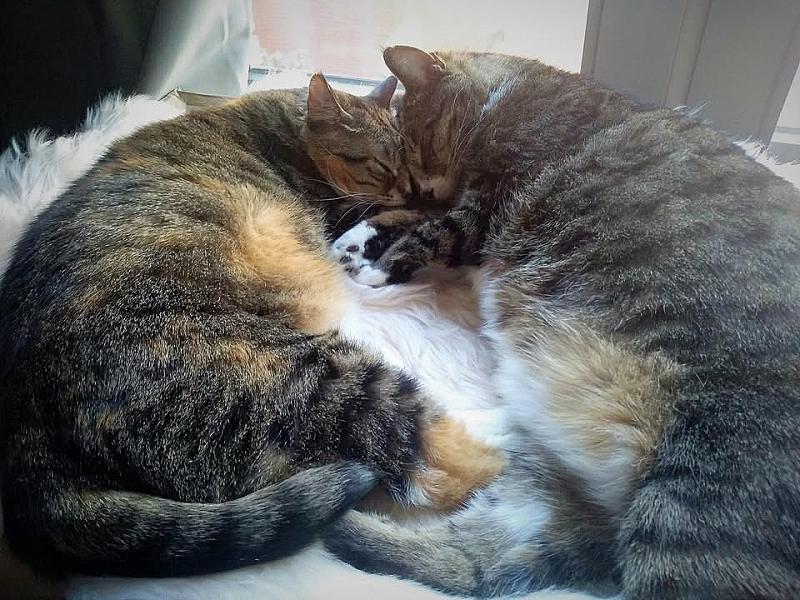 Kattenpraat