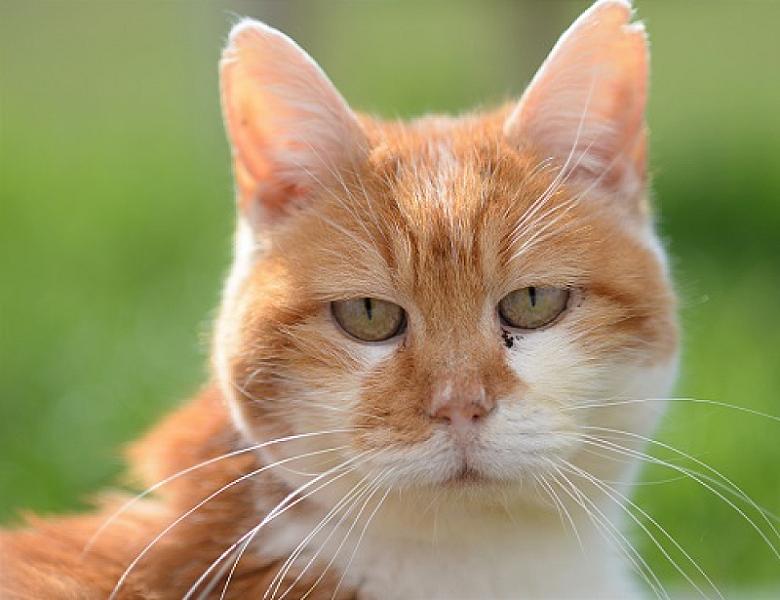 Kattenpraat