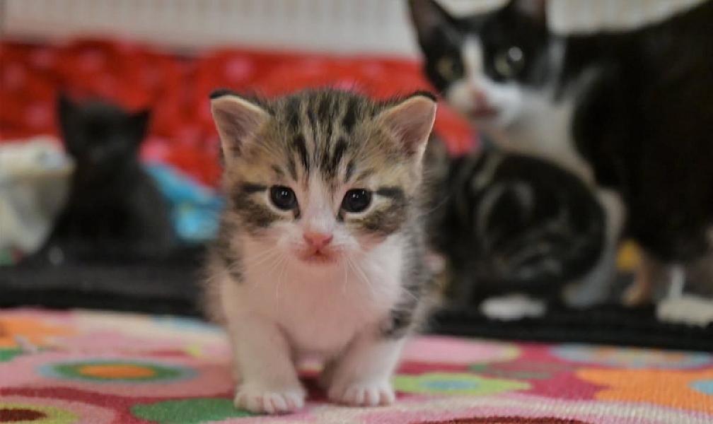 Kattenpraat