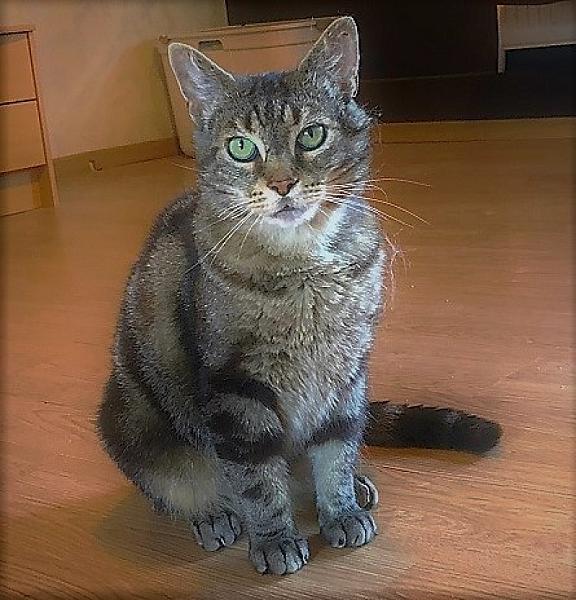 Kattenpraat