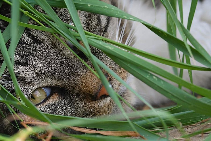 Kattenpraat
