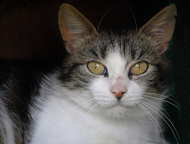Kattenpraat
