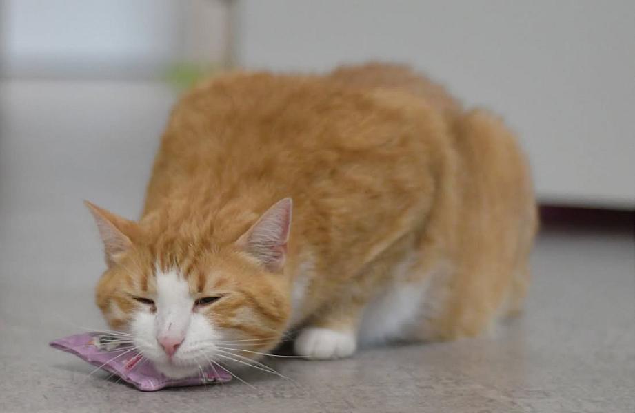 Kattenpraat