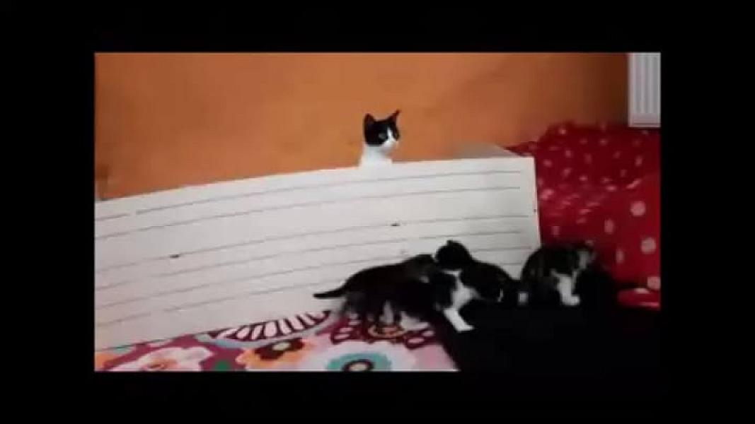 Kattenpraat