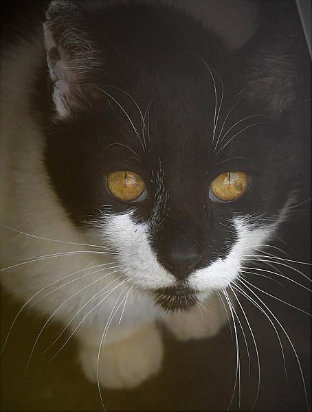 Kattenpraat