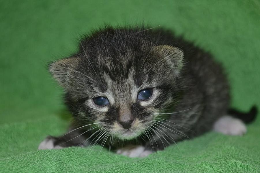 Kattenpraat