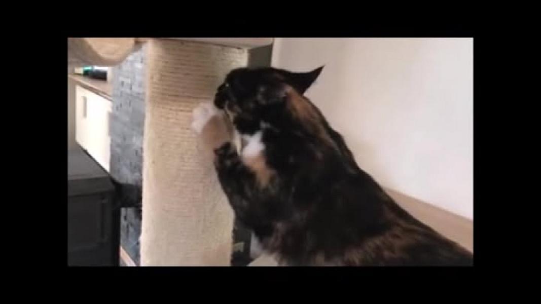 Kattenpraat