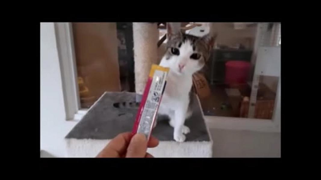 Kattenpraat