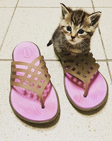 Kattenpraat