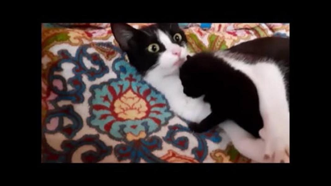 Kattenpraat