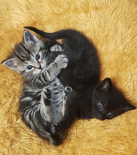 Kattenpraat