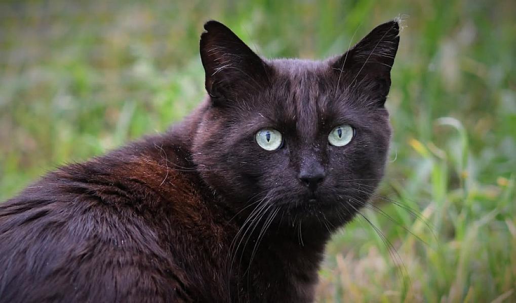 Kattenpraat