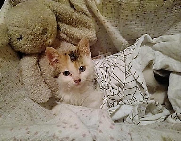 Kattenpraat