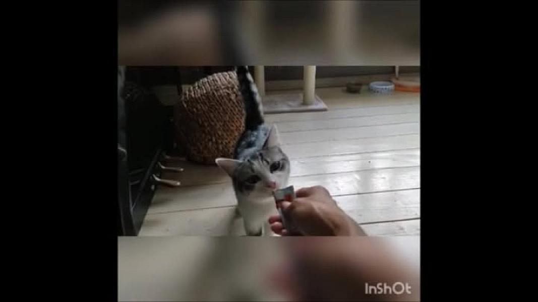 Kattenpraat