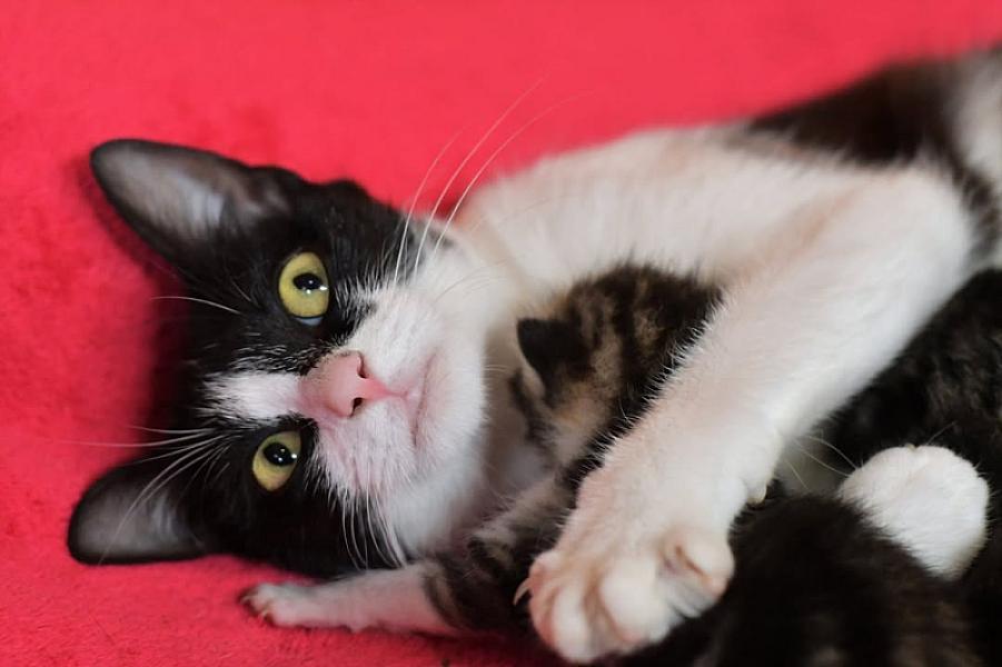 Kattenpraat