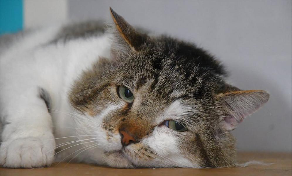 Kattenpraat